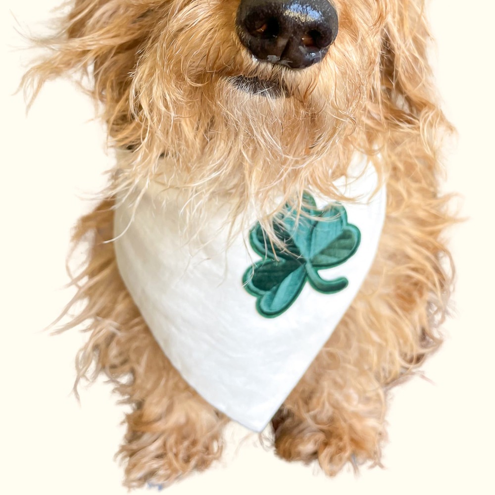 Handmade Dog Bandan | St Patricks Day | Lucky Day - Clover